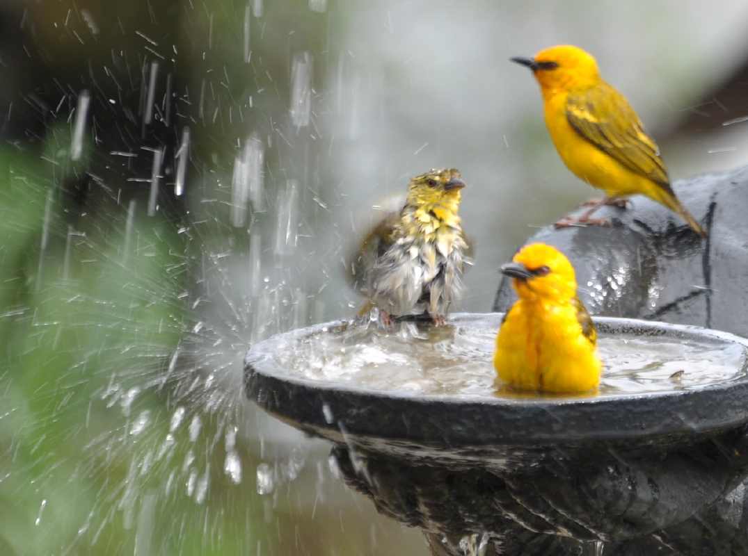 chirurgen_fuer_afrika_ghana_2011_39